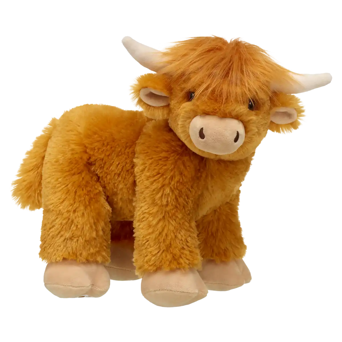Highland Cow